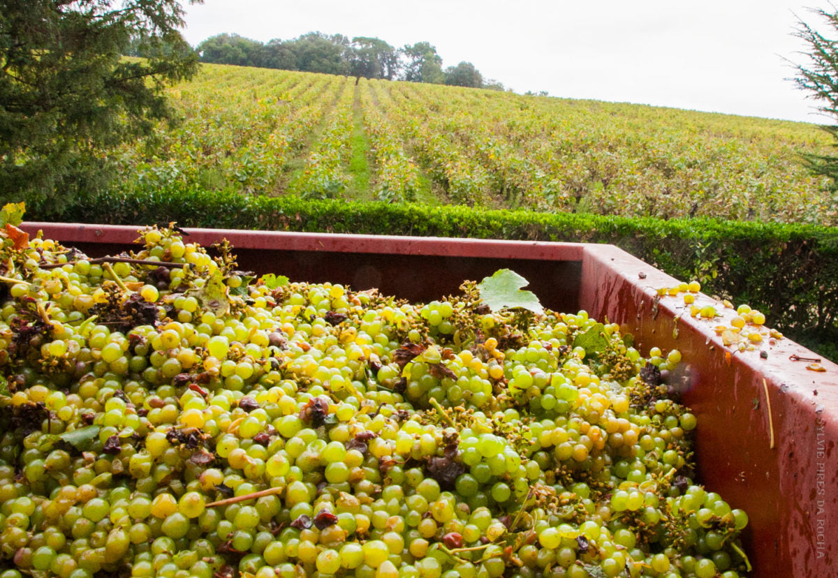 Chateau Thebaud Muscadet Sevre et Maine 2020