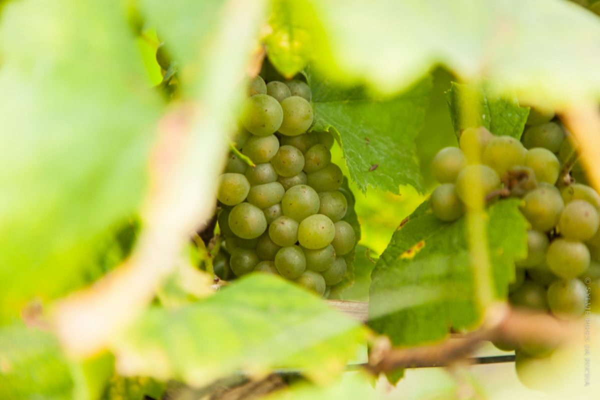 Chateau Thebaud Muscadet Sevre et Maine 2020